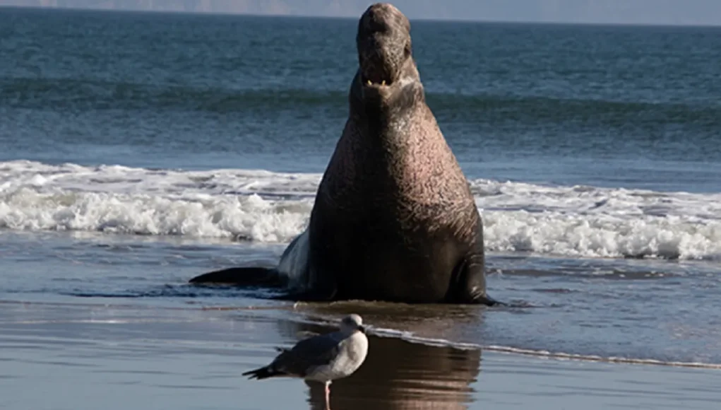 Northern Elephant Seal Rescue, Animal Altruism Stories, Point Reyes Seal Heroism, Marine Mammal Compassion, Elephant Seal Behavior, Wildlife Conservation Efforts, Inspiring Animal Rescues, Seal Protection Initiatives, California Marine Wildlife, Animal Empathy Examples