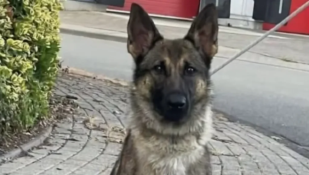 K9 Biza police dog rescue, Heroic dog saves child, Auburn police department, Search and rescue dogs, Missing child found, K9 tracking success stories, Police dog training, Community safety efforts, Partnership between police and K9 units, Innovative police work