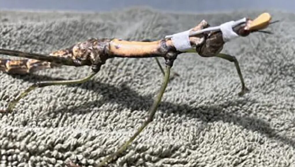 The Houston Zoo rehabilitation, Peruvian jumping stick care, Entomology innovation, Veterinary collaboration, Tiny neck brace creation, Grasshopper rehabilitation, Zoo animal health, Miniature medical marvel, Insect neck support, Collaborative zoo conservation
