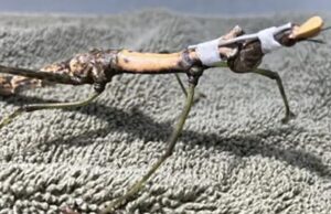 The Houston Zoo rehabilitation, Peruvian jumping stick care, Entomology innovation, Veterinary collaboration, Tiny neck brace creation, Grasshopper rehabilitation, Zoo animal health, Miniature medical marvel, Insect neck support, Collaborative zoo conservation
