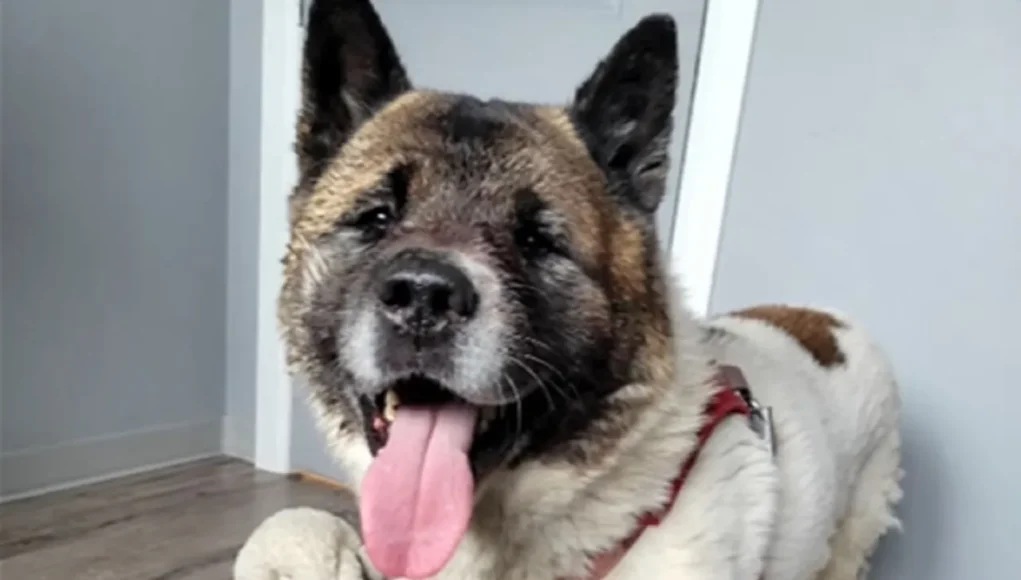 Akita saves owner, Canada winter, loyal dog protects human, freezing temperatures, Hero the Akita, story of canine bravery, Lost and Found, dog leads rescuers, stranded owner, Taber police rescue, dog and owner, days in the cold, Canadian dog braves coyotes, protect human, unwavering bond, humans and dogs, Taber Alberta, Akita becomes hero, search and rescue mission, dog leads to human rescue, heartwarming stories, dogs saving their owners