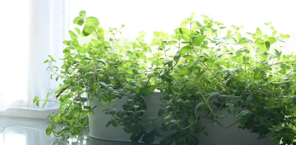 pest control, repelling plants, natural pest control, mosquito repellent, fly repellent, herbs, mint, lemongrass, citronella, garden plants