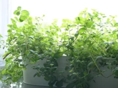 pest control, repelling plants, natural pest control, mosquito repellent, fly repellent, herbs, mint, lemongrass, citronella, garden plants