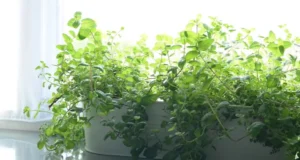 pest control, repelling plants, natural pest control, mosquito repellent, fly repellent, herbs, mint, lemongrass, citronella, garden plants