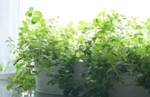 pest control, repelling plants, natural pest control, mosquito repellent, fly repellent, herbs, mint, lemongrass, citronella, garden plants