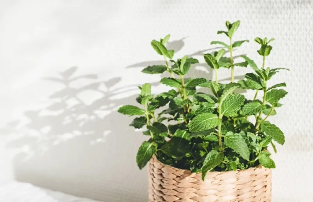 pest control, repelling plants, natural pest control, mosquito repellent, fly repellent, herbs, mint, lemongrass, citronella, garden plants