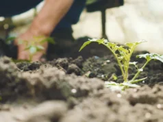 gardening tips, beginner gardener, plant care, garden design, soil conditions, pruning, fertilizing, garden planning, gardening 101, common mistakes