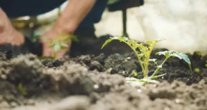 gardening tips, beginner gardener, plant care, garden design, soil conditions, pruning, fertilizing, garden planning, gardening 101, common mistakes