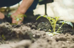 gardening tips, beginner gardener, plant care, garden design, soil conditions, pruning, fertilizing, garden planning, gardening 101, common mistakes