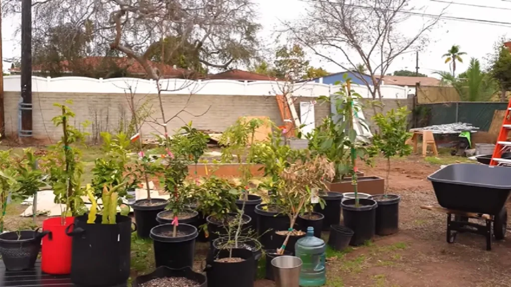 gardening tips, beginner gardener, plant care, garden design, soil conditions, pruning, fertilizing, garden planning, gardening 101, common mistakes