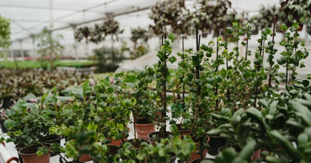 indoor gardening, herb garden, growing herbs, basil, cilantro, rosemary, thyme, chives, oregano, dill