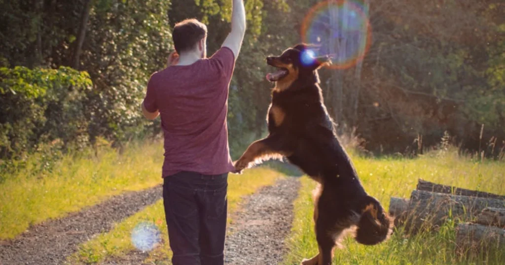 behavior, dog training, leadership, obedience, pet care, pet tips, positive reinforcement, puppy training, recall, training games