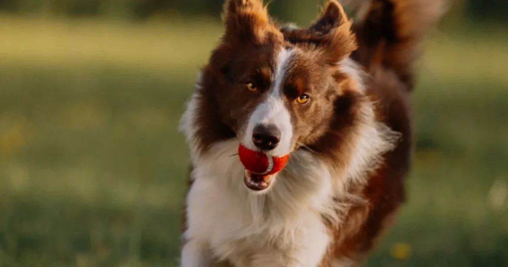 behavior, dog training, leadership, obedience, pet care, pet tips, positive reinforcement, puppy training, recall, training games