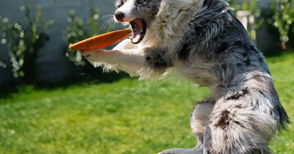 behavior, dog training, leadership, obedience, pet care, pet tips, positive reinforcement, puppy training, recall, training games