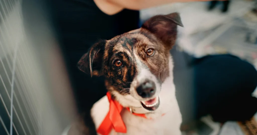 rescue dog, dog training, socialization, management, house training, adoption, dog care, pet safety, crate training, dog behavior