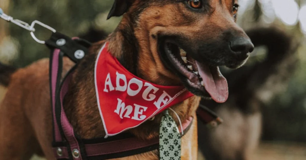 rescue dog, dog training, socialization, management, house training, adoption, dog care, pet safety, crate training, dog behavior