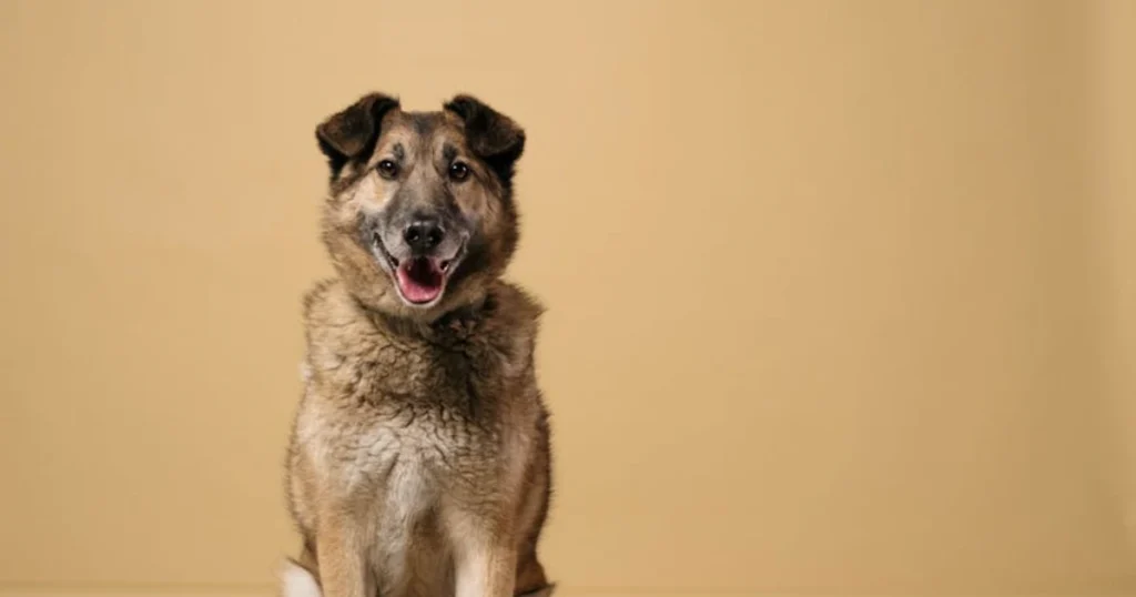 rescue dog, dog training, socialization, management, house training, adoption, dog care, pet safety, crate training, dog behavior