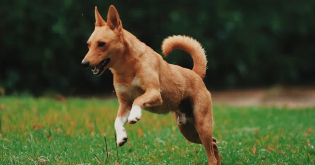 rescue dog, dog training, socialization, management, house training, adoption, dog care, pet safety, crate training, dog behavior