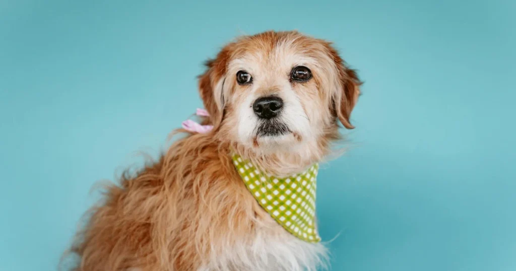 behavior, dog training, leadership, obedience, pet care, pet tips, positive reinforcement, puppy training, recall, training games