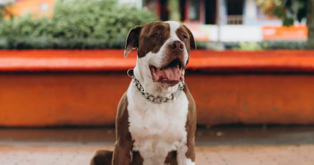 behavior, dog training, leadership, obedience, pet care, pet tips, positive reinforcement, puppy training, recall, training games