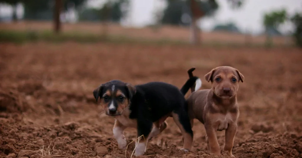 crate training schedule by age,puppy crate training,crate training steps,crate training guide,crate training for dogs,crate training tips,crate training routine,crate training plan,crate training process,how to crate train