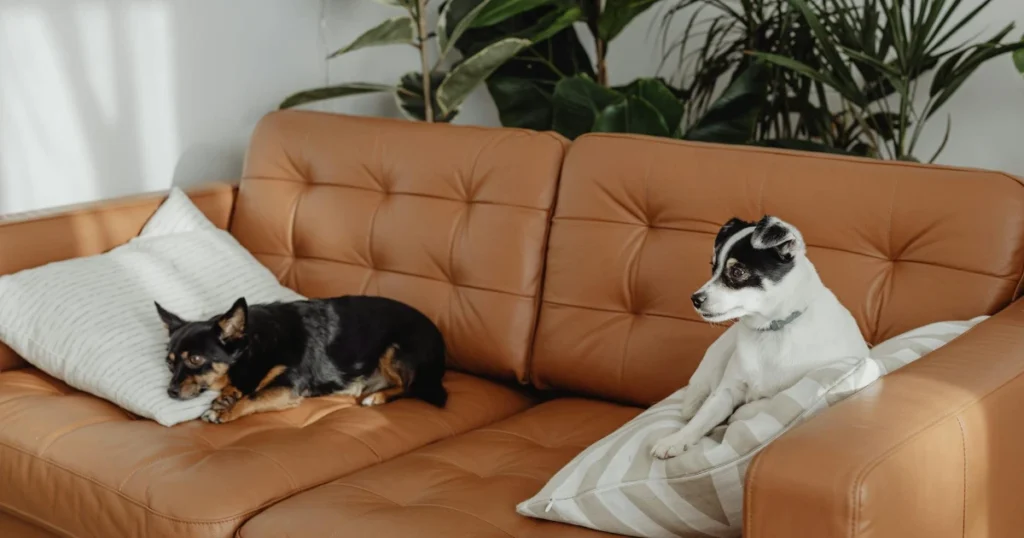 crate training schedule by age,puppy crate training,crate training steps,crate training guide,crate training for dogs,crate training tips,crate training routine,crate training plan,crate training process,how to crate train