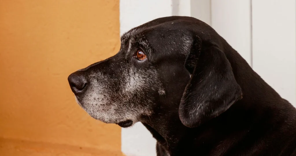 exercise senior dog arthritis,senior dog exercise tips,arthritis dog workout,older dog joint care,senior pet mobility,how to walk arthritic dog,arthritis pain relief dogs,senior dog fitness,arthritis-friendly dog activities,exercise for older dogs