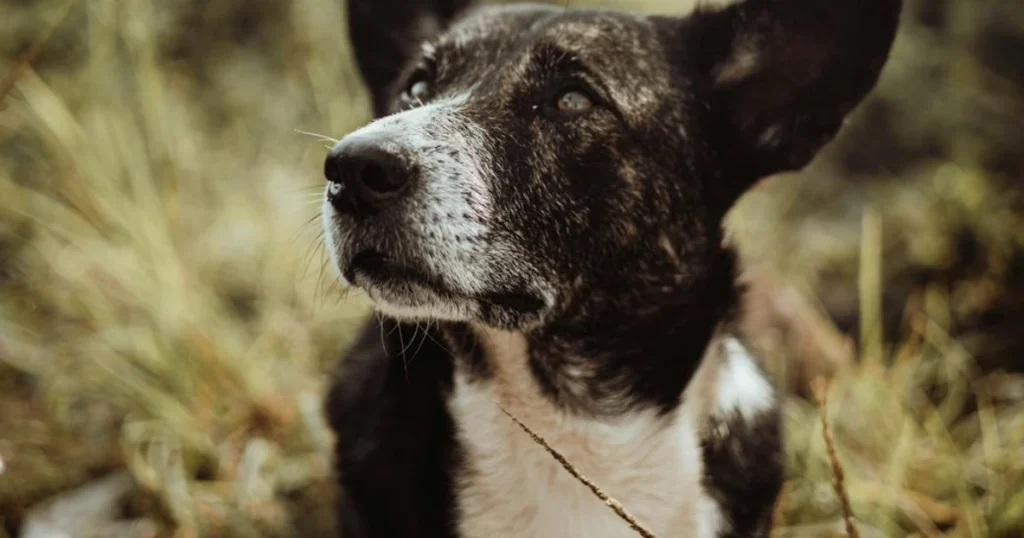 exercise senior dog arthritis,senior dog exercise tips,arthritis dog workout,older dog joint care,senior pet mobility,how to walk arthritic dog,arthritis pain relief dogs,senior dog fitness,arthritis-friendly dog activities,exercise for older dogs