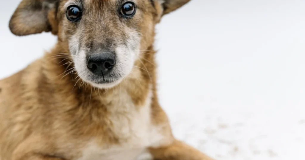 exercise senior dog arthritis,senior dog exercise tips,arthritis dog workout,older dog joint care,senior pet mobility,how to walk arthritic dog,arthritis pain relief dogs,senior dog fitness,arthritis-friendly dog activities,exercise for older dogs