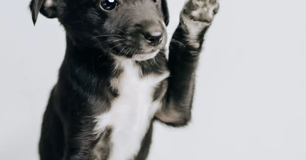 puppy training,housebreaking,crate training,pet care,dog training tips,puppy schedule,positive reinforcement,pet parenting,puppy mistakes,pet routines