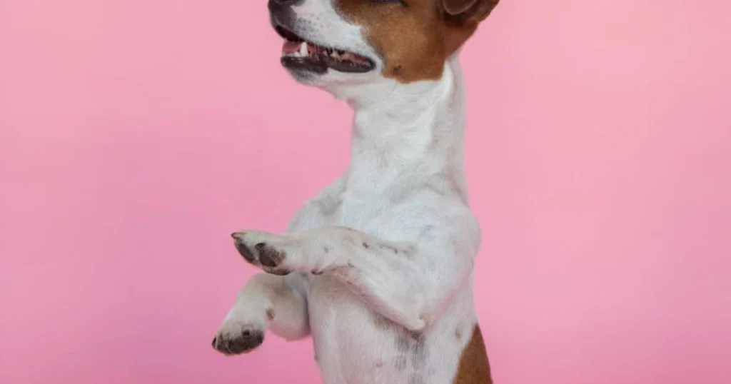 puppy training,housebreaking,crate training,pet care,dog training tips,puppy schedule,positive reinforcement,pet parenting,puppy mistakes,pet routines