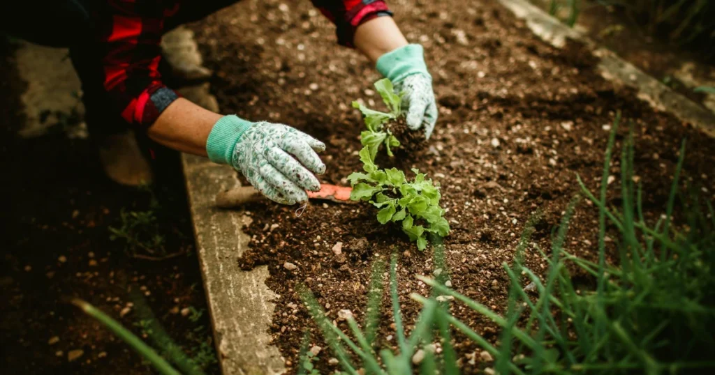 planting, hacks,corn,gadget,garden,gardening