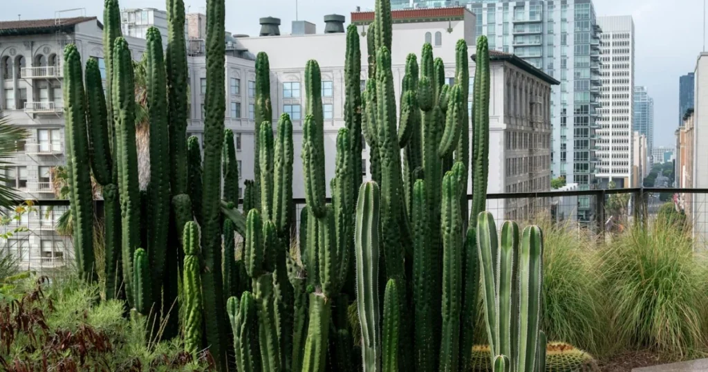 balcony garden, apartment garden, balcony makeover, small space gardening, plant design