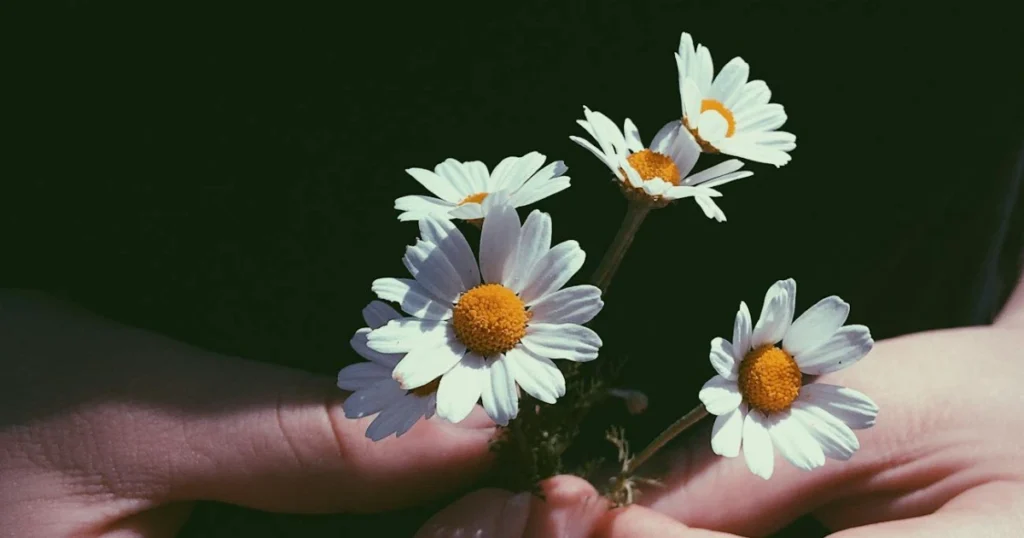 chamomile pronunciation, funny garden video, perennial plants, gardening humor