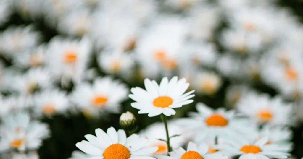 chamomile pronunciation, funny garden video, perennial plants, gardening humor