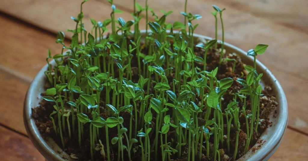 gardening tips, scarification, how to sprout seeds faster, seed germination hack