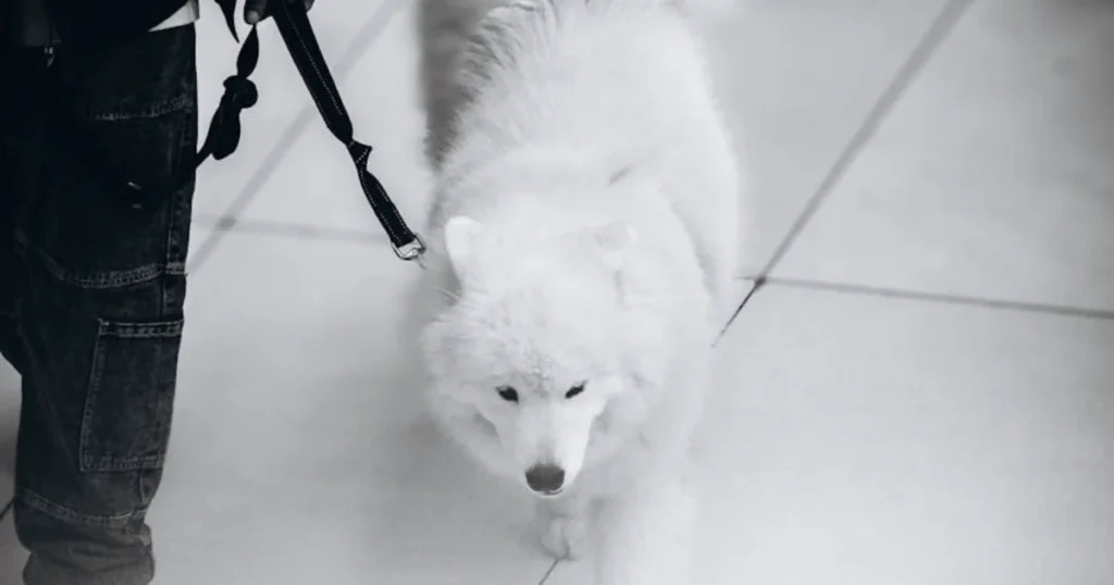 behavior, dog training, leadership, obedience, pet care, pet tips, positive reinforcement, puppy training, recall, training games