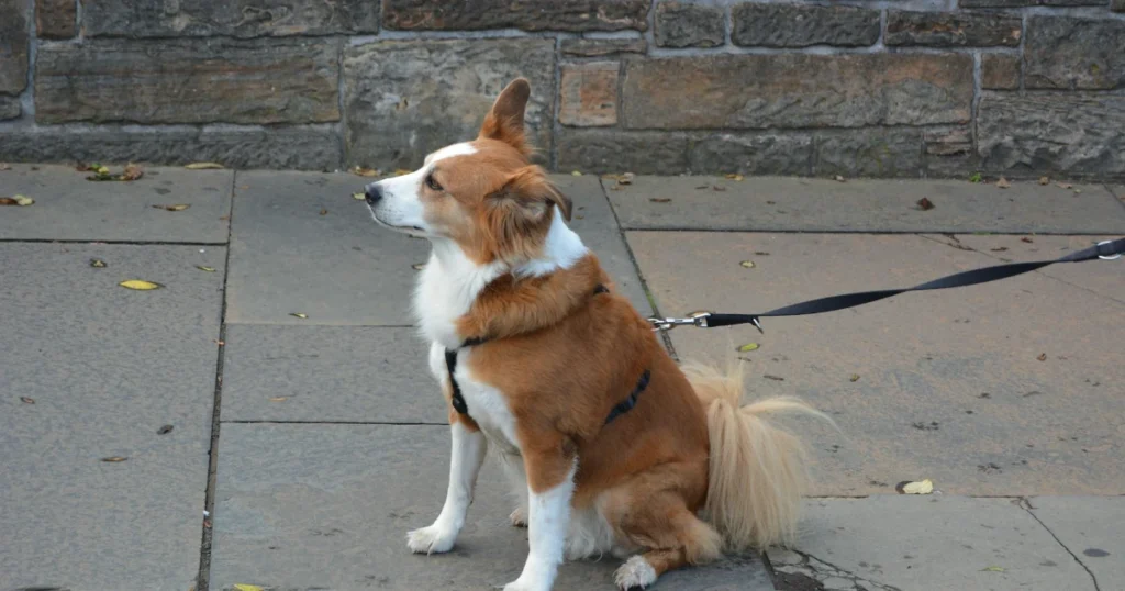 behavior, dog training, leadership, obedience, pet care, pet tips, positive reinforcement, puppy training, recall, training games