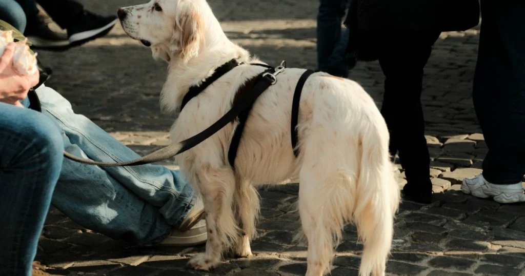 behavior, dog training, leadership, obedience, pet care, pet tips, positive reinforcement, puppy training, recall, training games