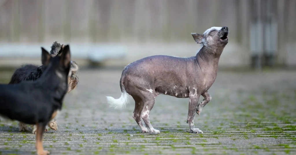 behavior, dog training, leadership, obedience, pet care, pet tips, positive reinforcement, puppy training, recall, training games