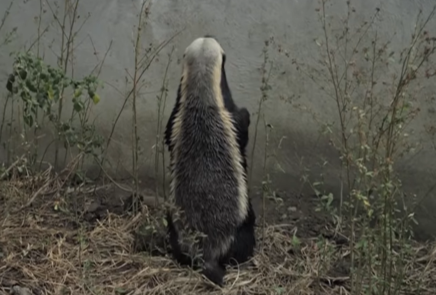 honey badger, Stoffel, animal escapes, clever animals, BBC documentary